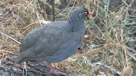 Redbilled Francolin Video stock 22191213