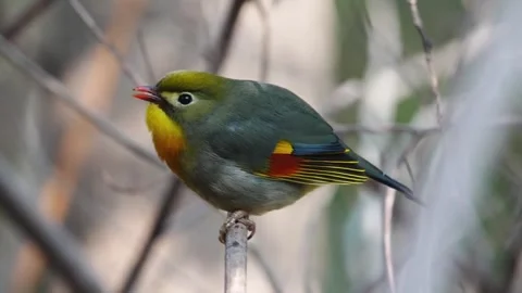 Redbilled leiothrix bird perched on a thin branch in the wild Vidéo 334635509
