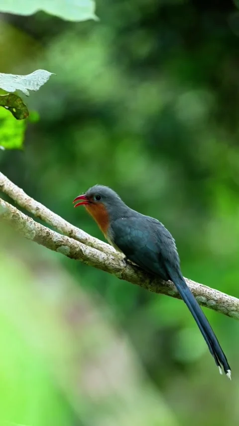 Redbilled malkoha perched on a tree branch in its natural habitat Stock Footage 335049562