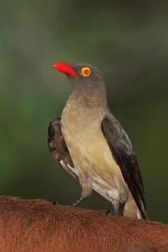 Redbilled oxpecker Stock Photos