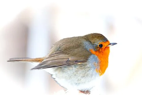 Redbin in winter Stock Photos