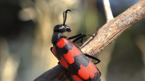 Redblack beetle on branch with nature. Stock Footage 307264186