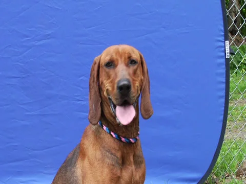 Redbone Coonhound in Front of Blue Screen Stock Footage 25878248