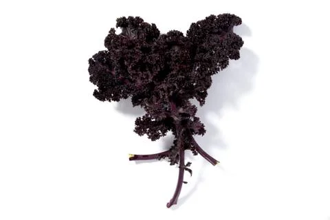 Redbor Kale on a White Background Stock Photos