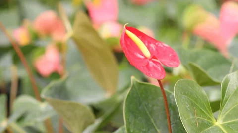 Redboyflower HD Stock Footage 35008826