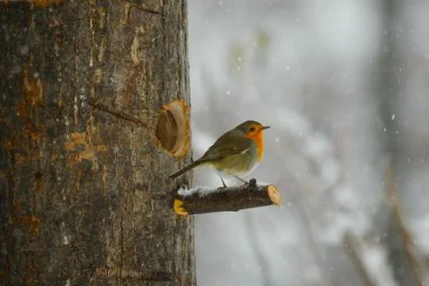 Redbreast in the snow Stock Photos