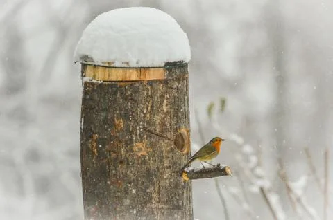 Redbreast in the snow 스톡 사진
