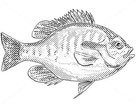 https://images.pond5.com/redbreast-sunfish-or-lepomis-auritus-illustration-213648351_iconl.jpeg