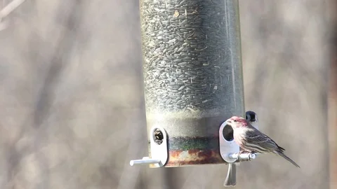 Redbreasted finch Video stock 86671621