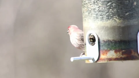Redbreasted finch2 Video stock 86671733