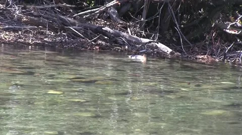 Redbreasted merganser duck feeding Vídeo Stock 42532674