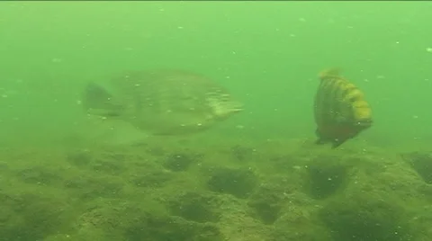 Redbreasted tilapia  Stock Footage 944030