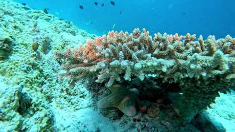 Redbreasted wrasse, eastern triangular butterflyfish and a granular sea star Stock Footage 301752532