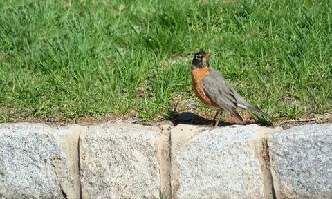 Redbrested robin on a curb Stock Photos