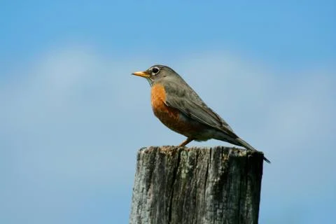 Redbrested robin on a fence post Stock Photos