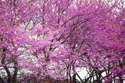 Redbud in bloom Foto stock