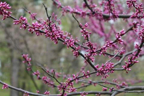 Redbud tree close up Stock Photos