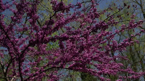 Redbud tree Stock Footage 22770200