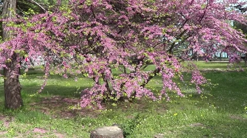 Redbud tree Stock Footage 329379213