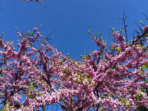 Redbuds trees with pink  flowers in easter spring season Stock Photos