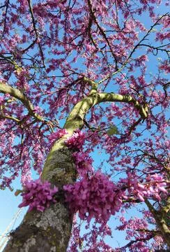 Redbuds trees with pink  flowers in easter spring season Stock Photos