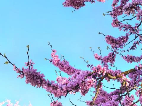 Redbuds trees with pink  flowers in easter spring season Stock Photos