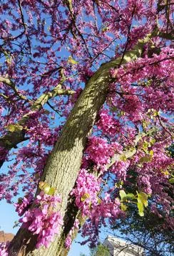 Redbuds trees with pink  flowers in easter spring season Stock Photos