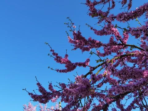 Redbuds trees with pink  flowers in easter spring season Stock Photos