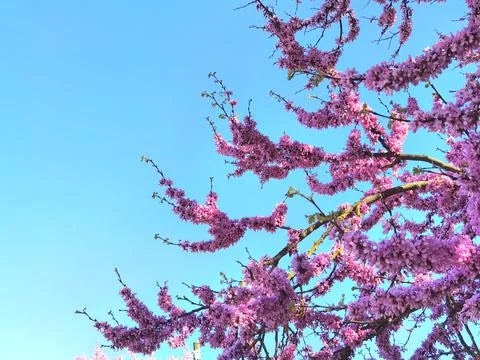 Redbuds trees with pink  flowers in easter spring season Stock Photos