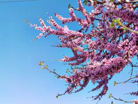 Redbuds trees with pink  flowers in easter spring season Stock Photos