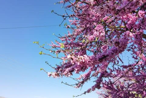 Redbuds trees with pink  flowers in easter spring season Stock Photos