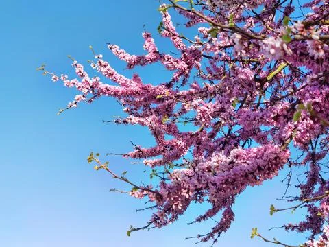 Redbuds trees with pink  flowers in easter spring season Stock Photos