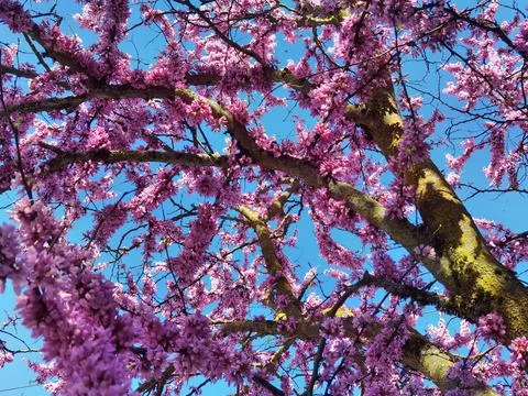 Redbuds trees with pink  flowers in easter spring season Stock Photos