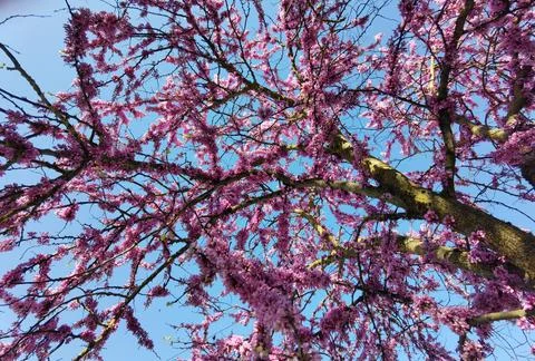 Redbuds trees with pink  flowers in easter spring season Stock Photos
