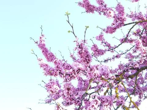 Redbuds trees with pink  flowers in easter spring season Stock Photos
