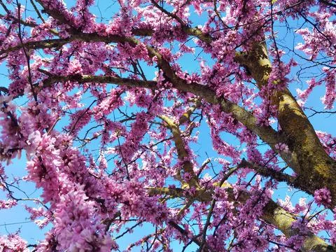Redbuds trees with pink  flowers in easter spring season Stock Photos