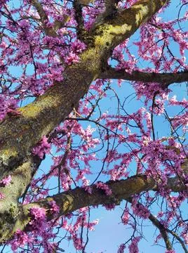 Redbuds trees with pink  flowers in easter spring season Stock Photos