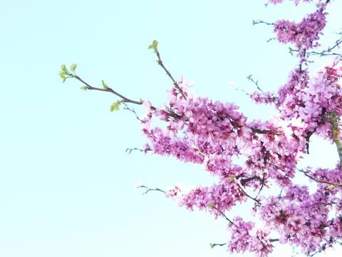 Redbuds trees with pink  flowers in easter spring season Stock Photos