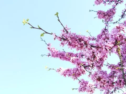 Redbuds trees with pink  flowers in easter spring season Photos