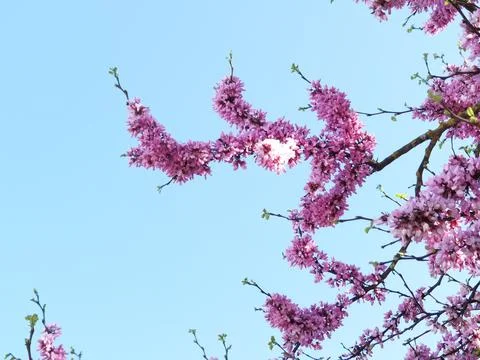 Redbuds trees with pink  flowers in easter spring season Stock Photos