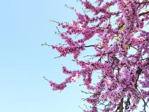 Redbuds trees with pink  flowers in easter spring season Stock Photos