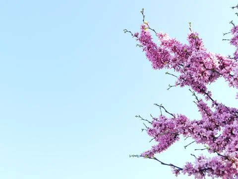 Redbuds trees with pink  flowers in easter spring season Stock Photos