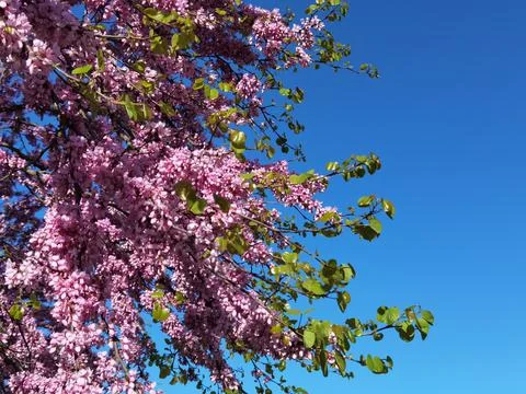 Redbuds trees with pink  flowers in easter spring season Stock Photos