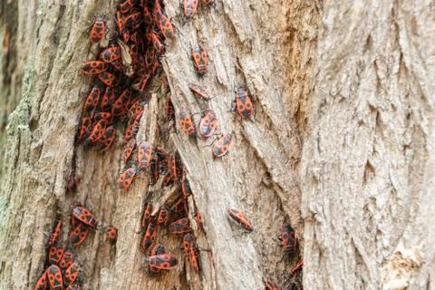 Redbugs on the tree skin Stock Photos