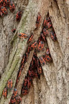 Redbugs on the tree skin Stock Photos