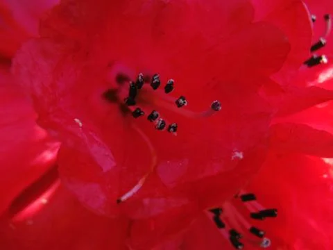 Redburst 写真素材