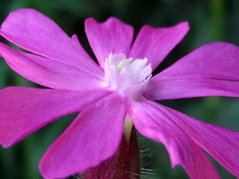 RedCampion Stock Photos