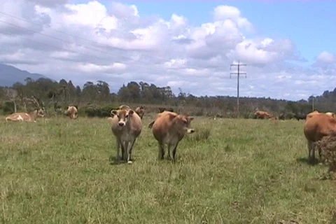 Redcows Stock Footage 632053