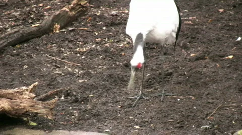RedCrowned Crane Video stock 329164
