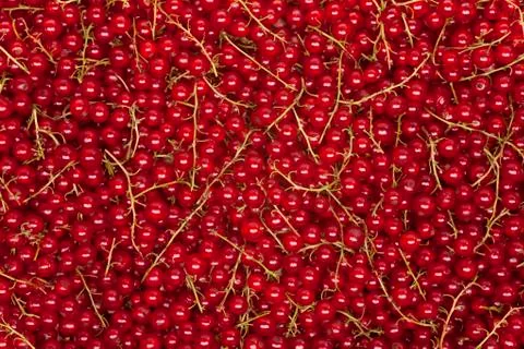 Redcurrant background Stock Photos